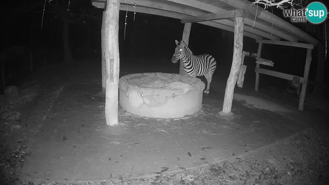 Zebre v živo v živalskem vrtu Ljubljana ZOO spletne kamere