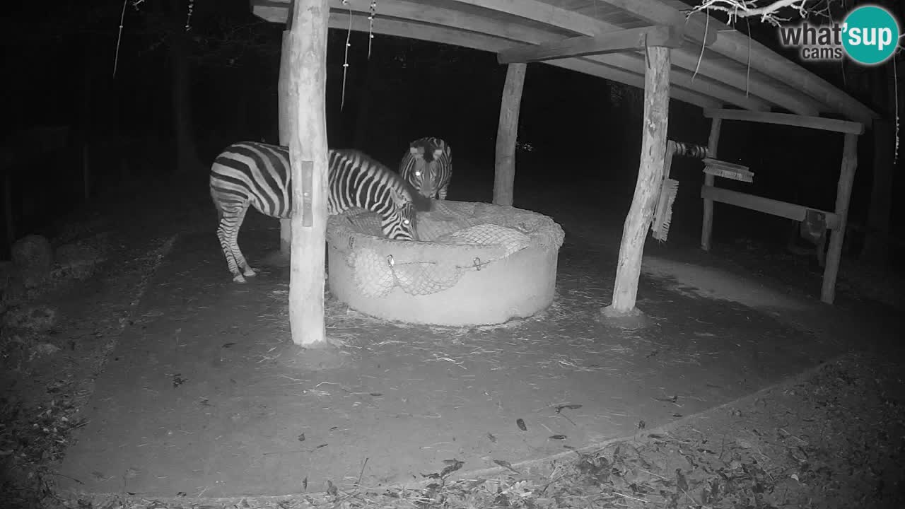 Le Zebre nello ZOO di Ljubljana – Slovenia Live webcam