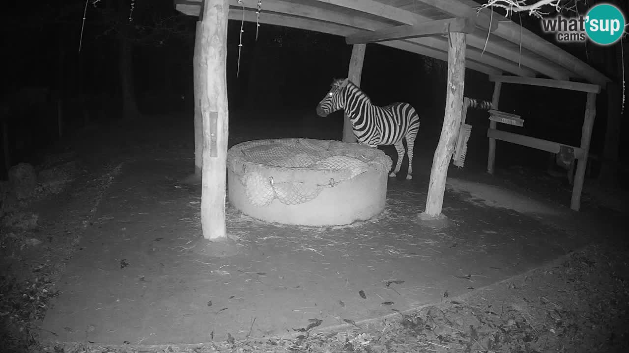 Live webcam Zebras in Ljubljana ZOO – Slovenia