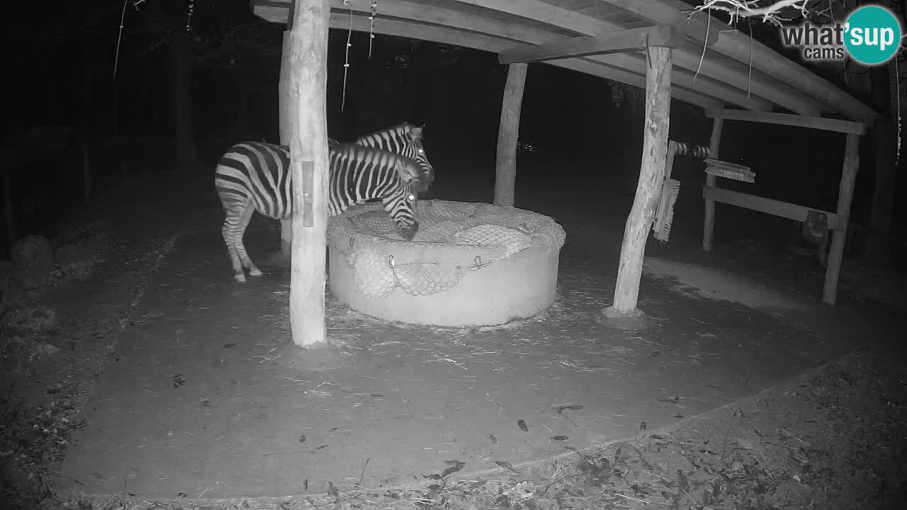 Zebre v živo v živalskem vrtu Ljubljana ZOO spletne kamere