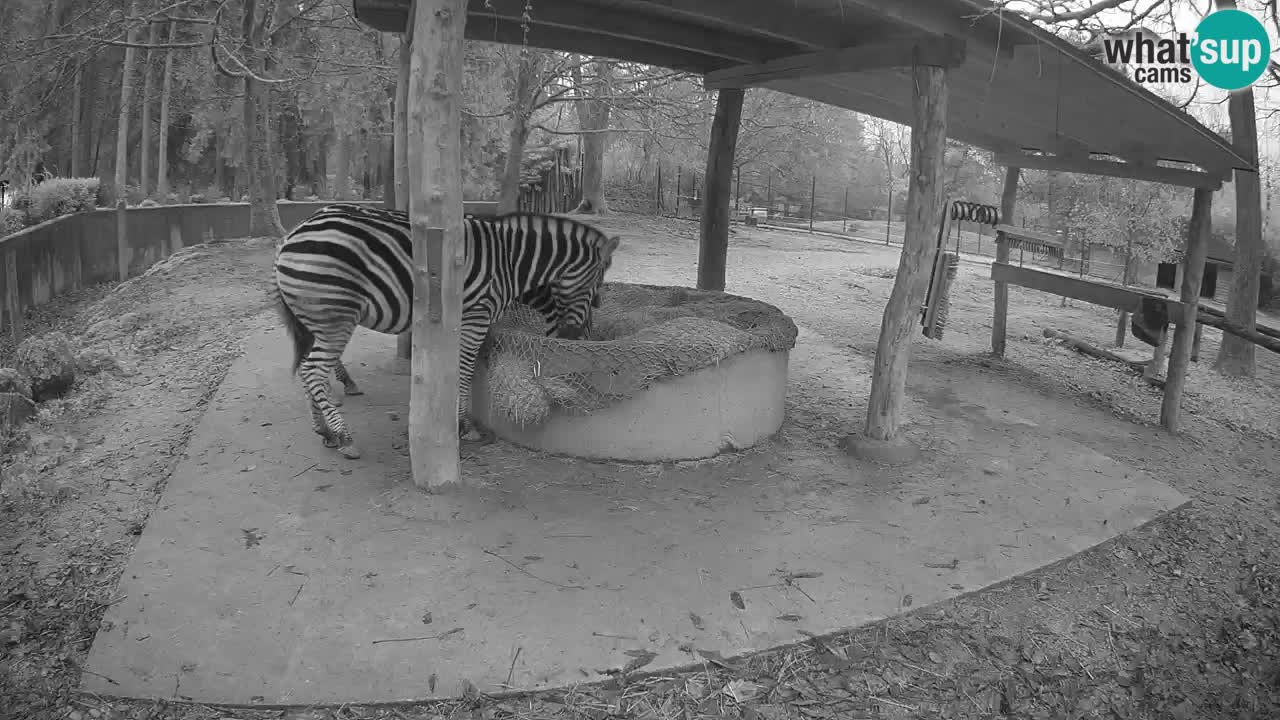 Live webcam Les zèbres in Ljubljana ZOO – Slovénie