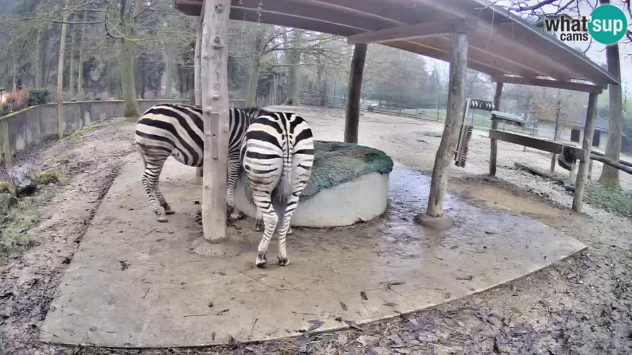 Live Webcam Zebras in Ljubljana ZOO – Slowenien