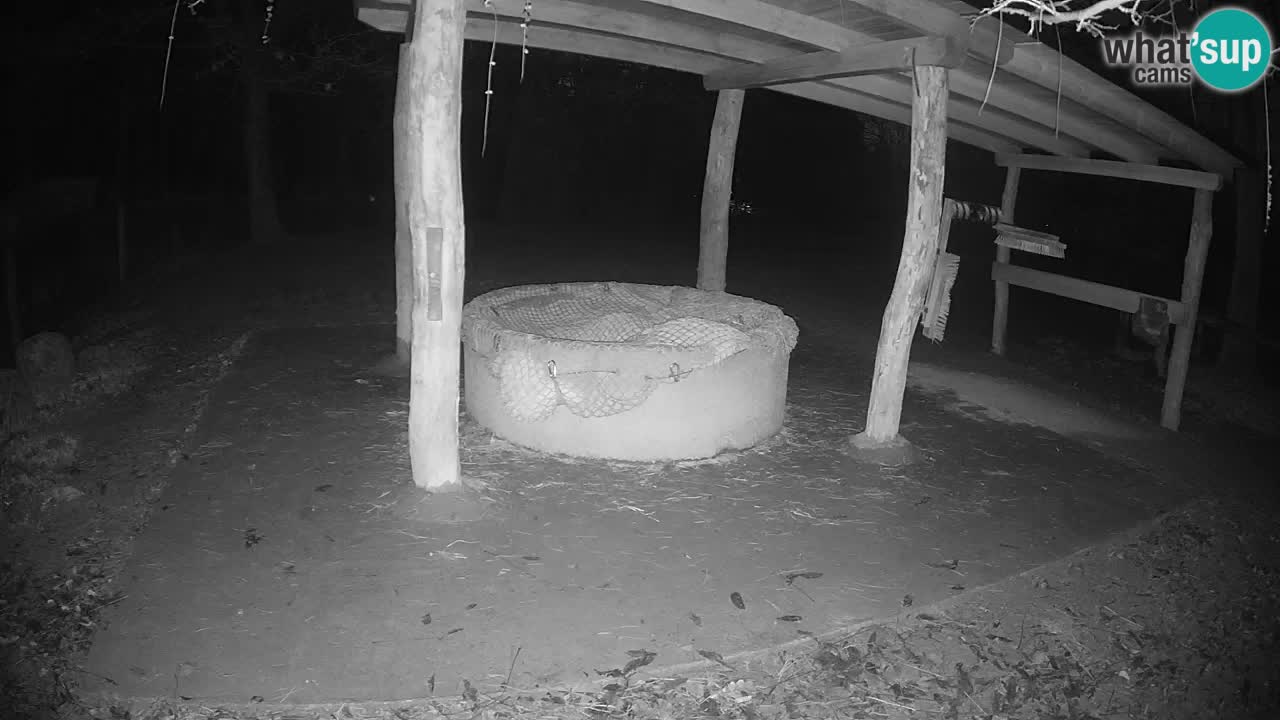 Le Zebre nello ZOO di Ljubljana – Slovenia Live webcam