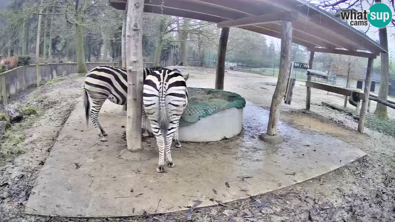 Live webcam Zebras in Ljubljana ZOO – Slovenia