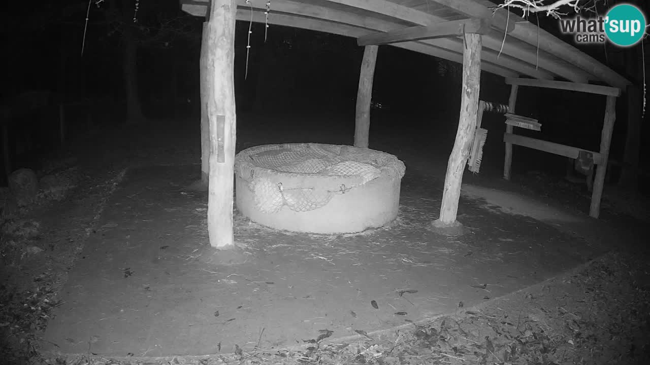 Live webcam Les zèbres in Ljubljana ZOO – Slovénie