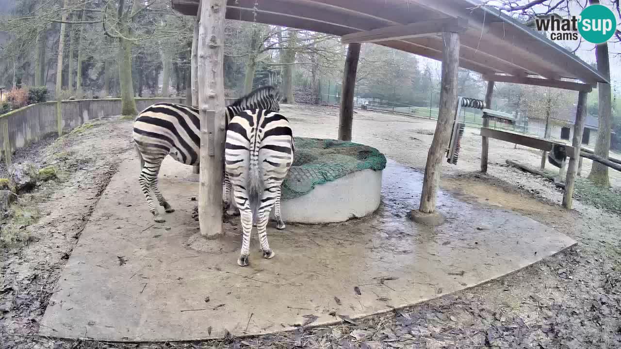 Live webcam Les zèbres in Ljubljana ZOO – Slovénie
