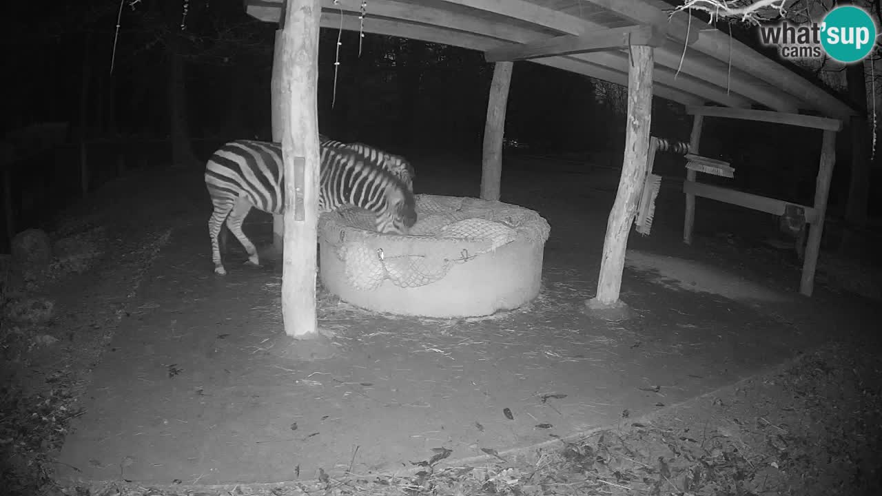 Live webcam Les zèbres in Ljubljana ZOO – Slovénie