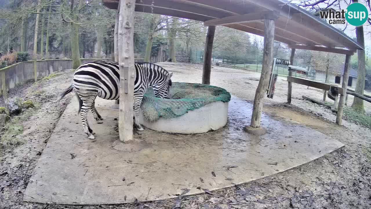 Live webcam Les zèbres in Ljubljana ZOO – Slovénie