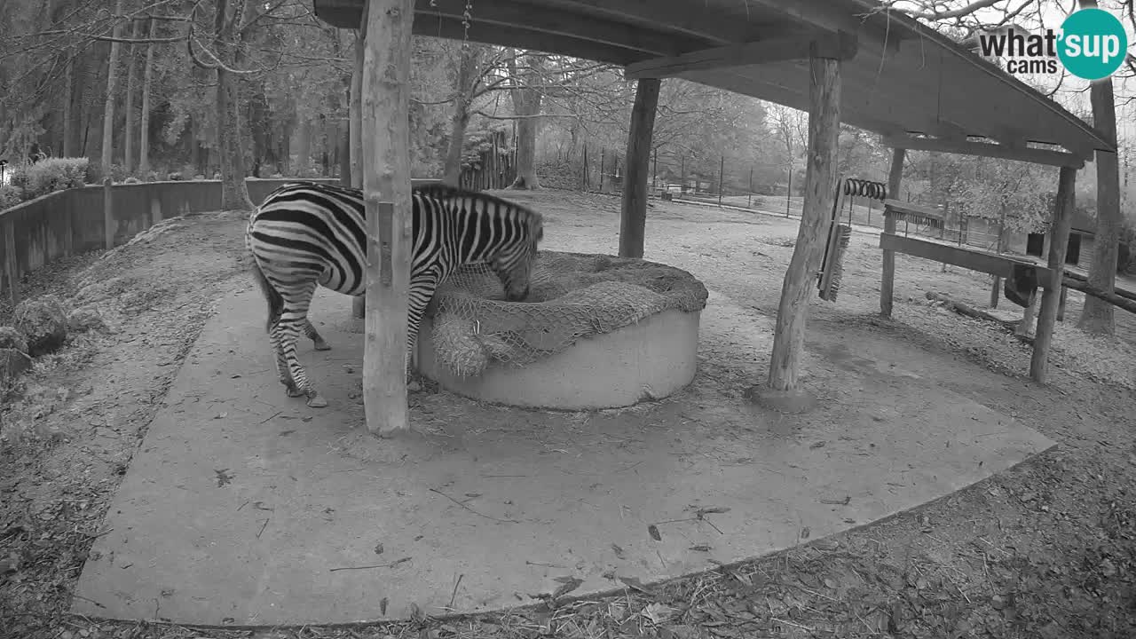 Le Zebre nello ZOO di Ljubljana – Slovenia Live webcam