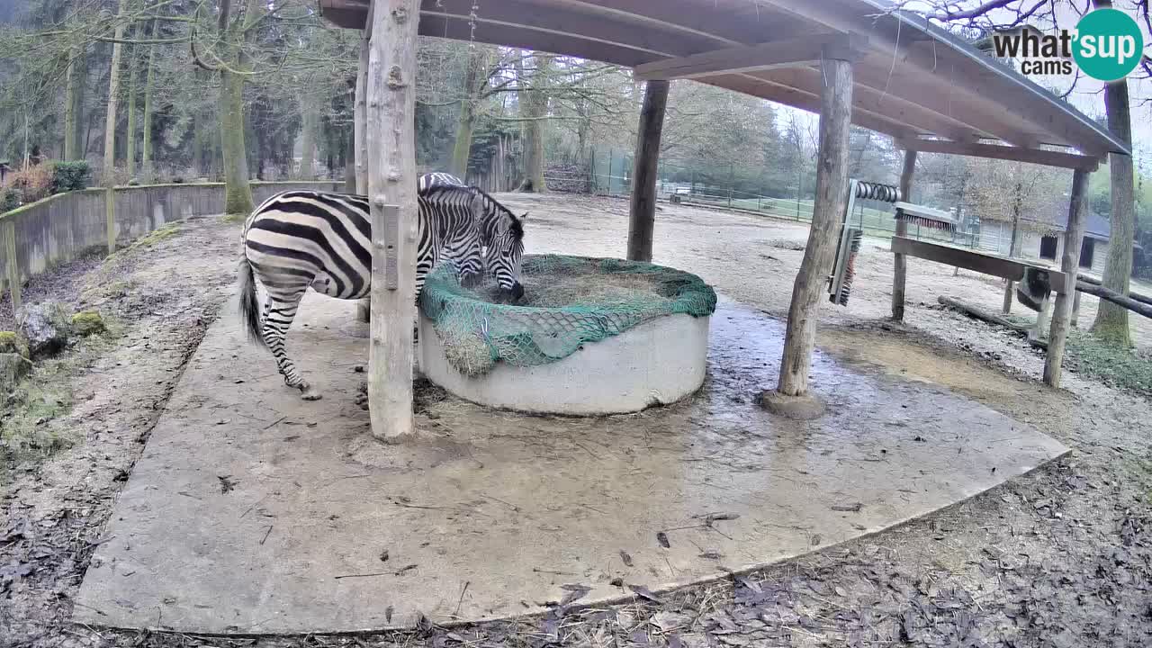 Live webcam Les zèbres in Ljubljana ZOO – Slovénie