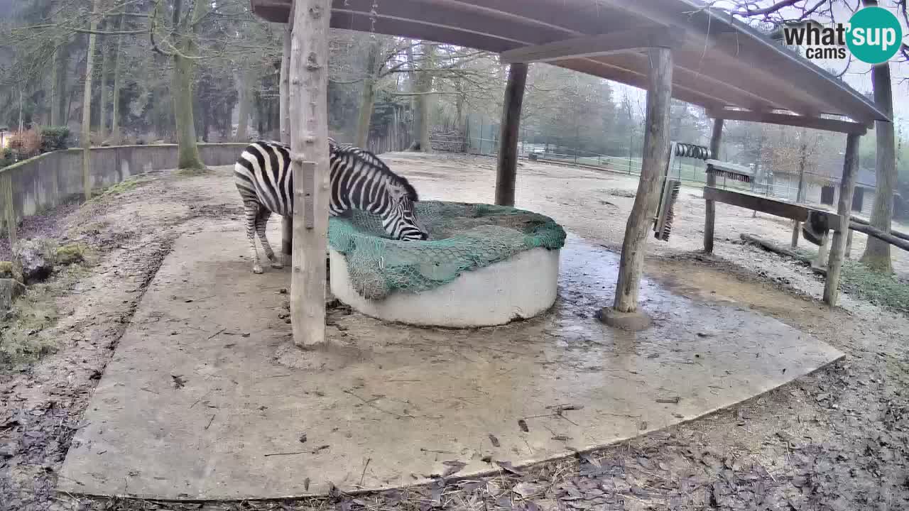 Le Zebre nello ZOO di Ljubljana – Slovenia Live webcam