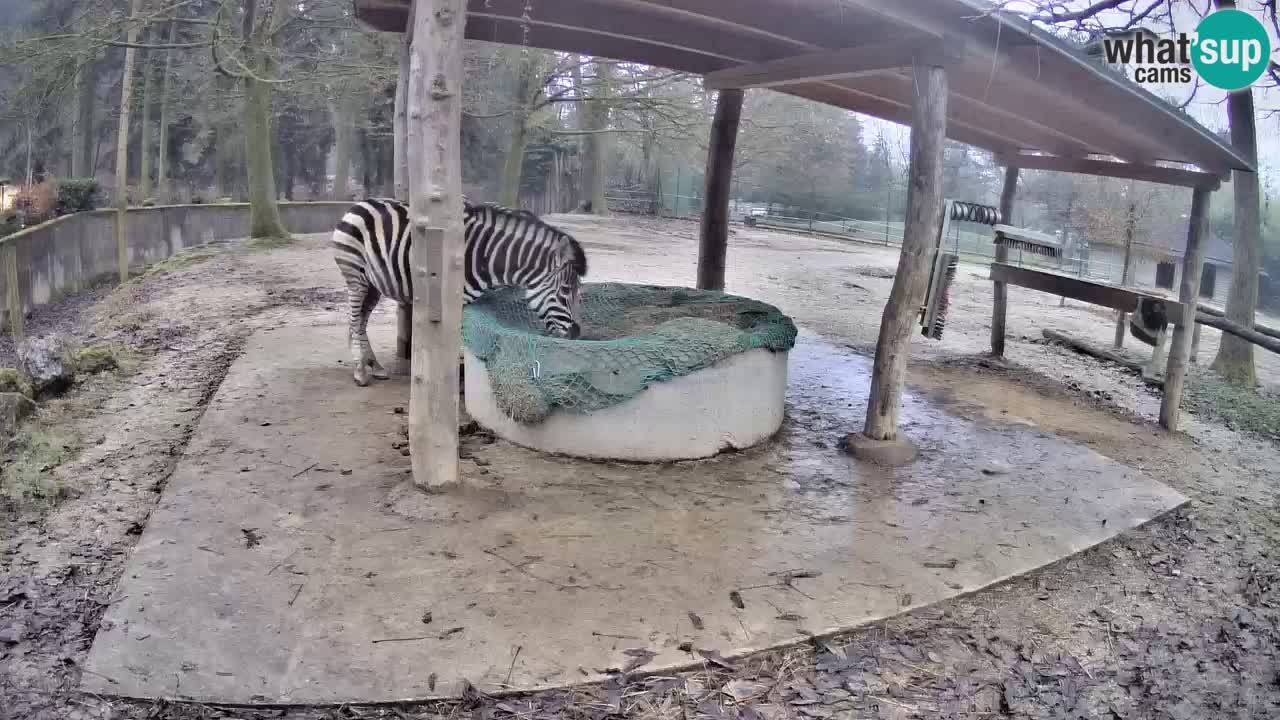 Live Webcam Zebras in Ljubljana ZOO – Slowenien