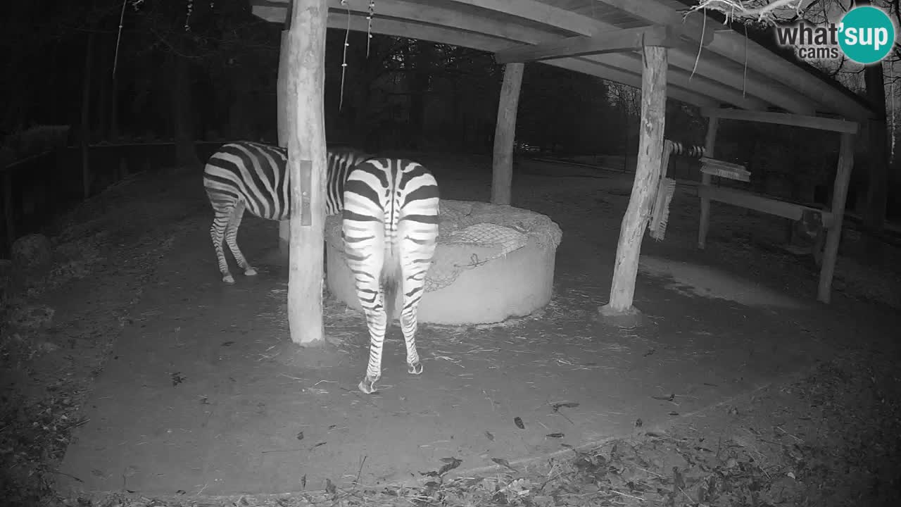 Live webcam Les zèbres in Ljubljana ZOO – Slovénie