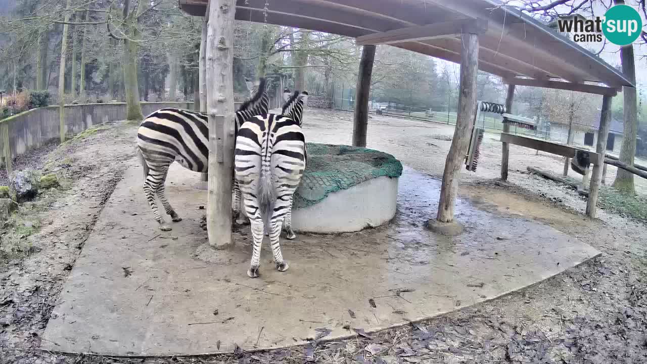 Live webcam Les zèbres in Ljubljana ZOO – Slovénie