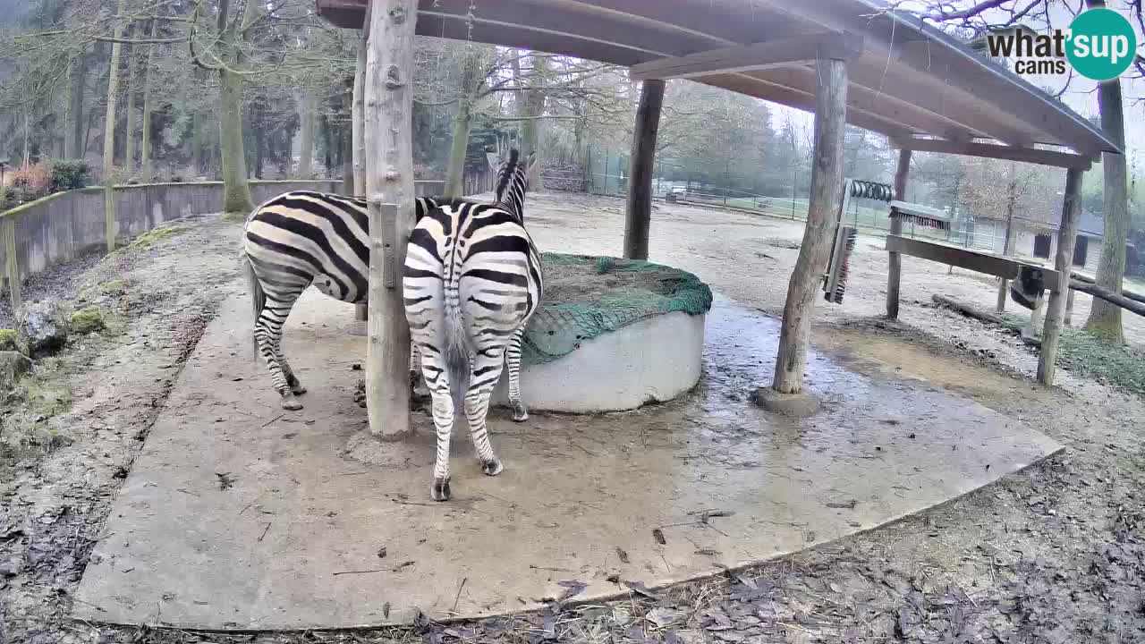 Live webcam Zebras in Ljubljana ZOO – Slovenia