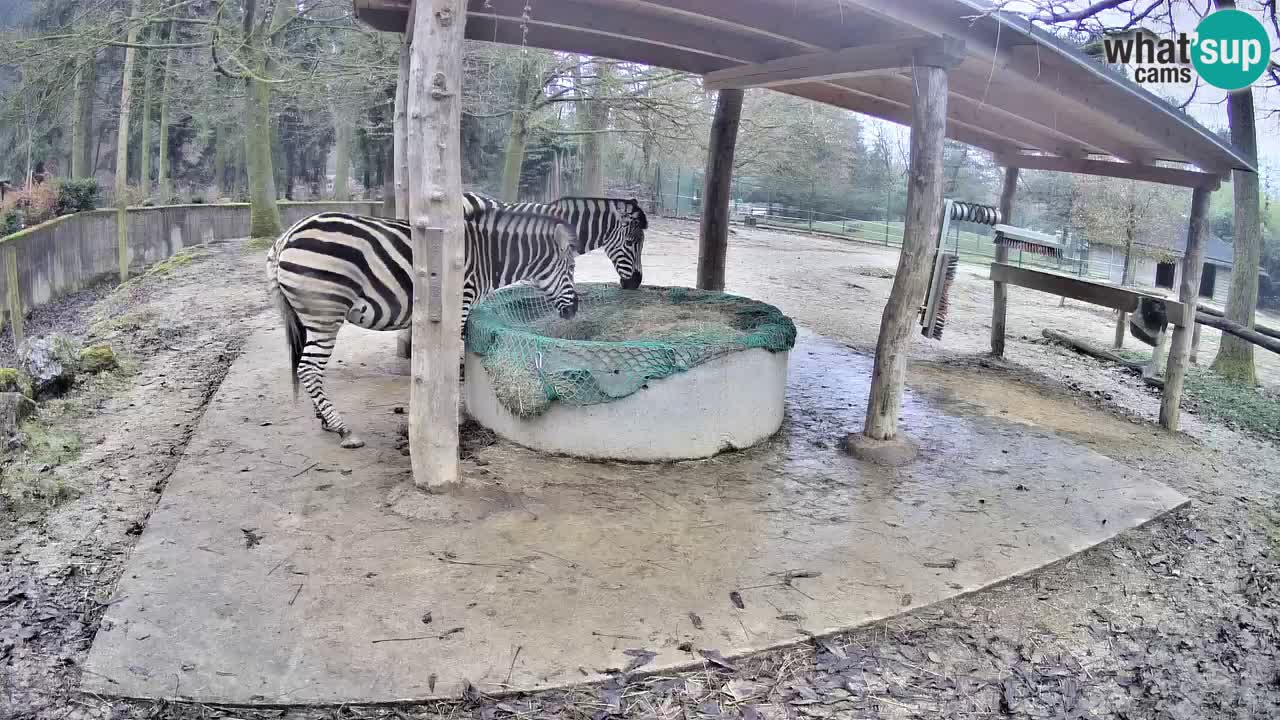 Le Zebre nello ZOO di Ljubljana – Slovenia Live webcam