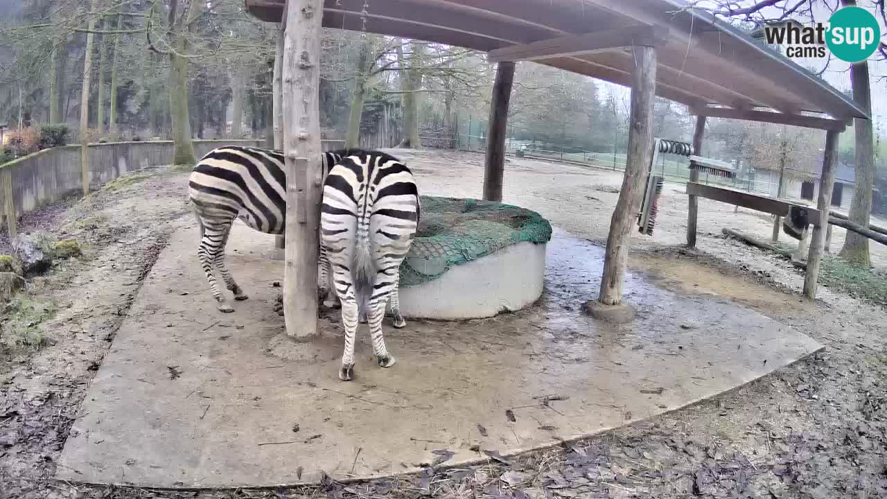 Camera en vivo Cebras in Ljubljana ZOO – Eslovenia