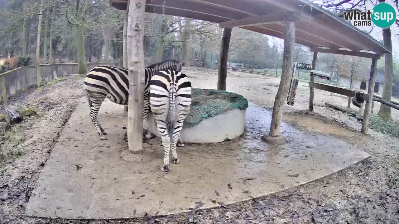 Live webcam Zebras in Ljubljana ZOO – Slovenia