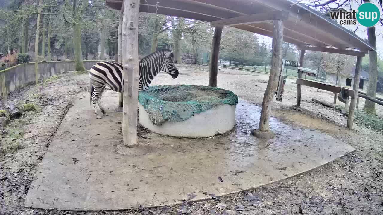 Zebre v živo v živalskem vrtu Ljubljana ZOO spletne kamere