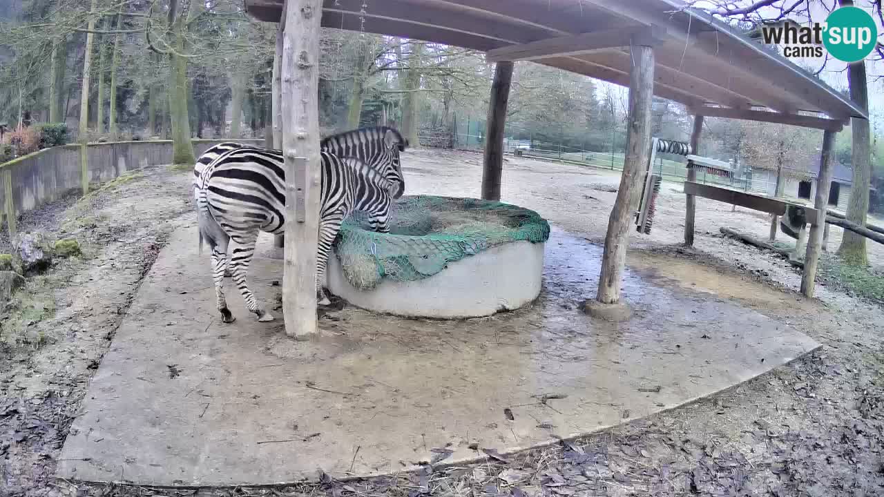 Live Webcam Zebras in Ljubljana ZOO – Slowenien