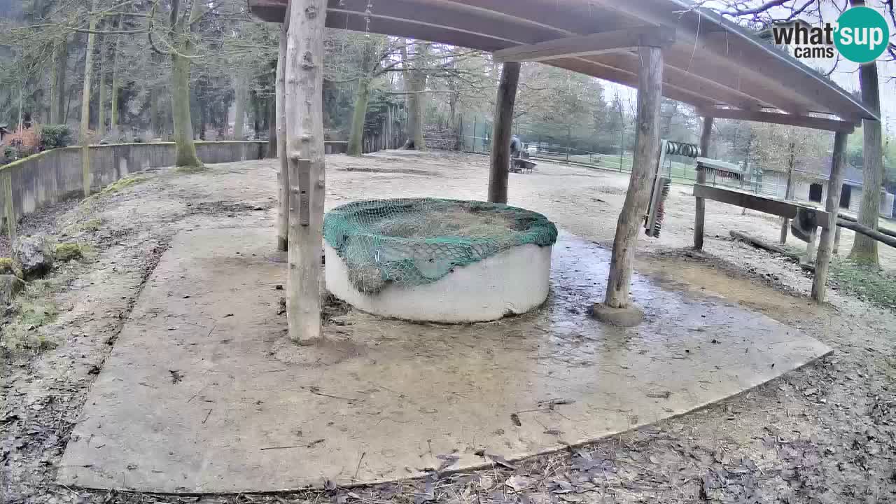 Live webcam Les zèbres in Ljubljana ZOO – Slovénie