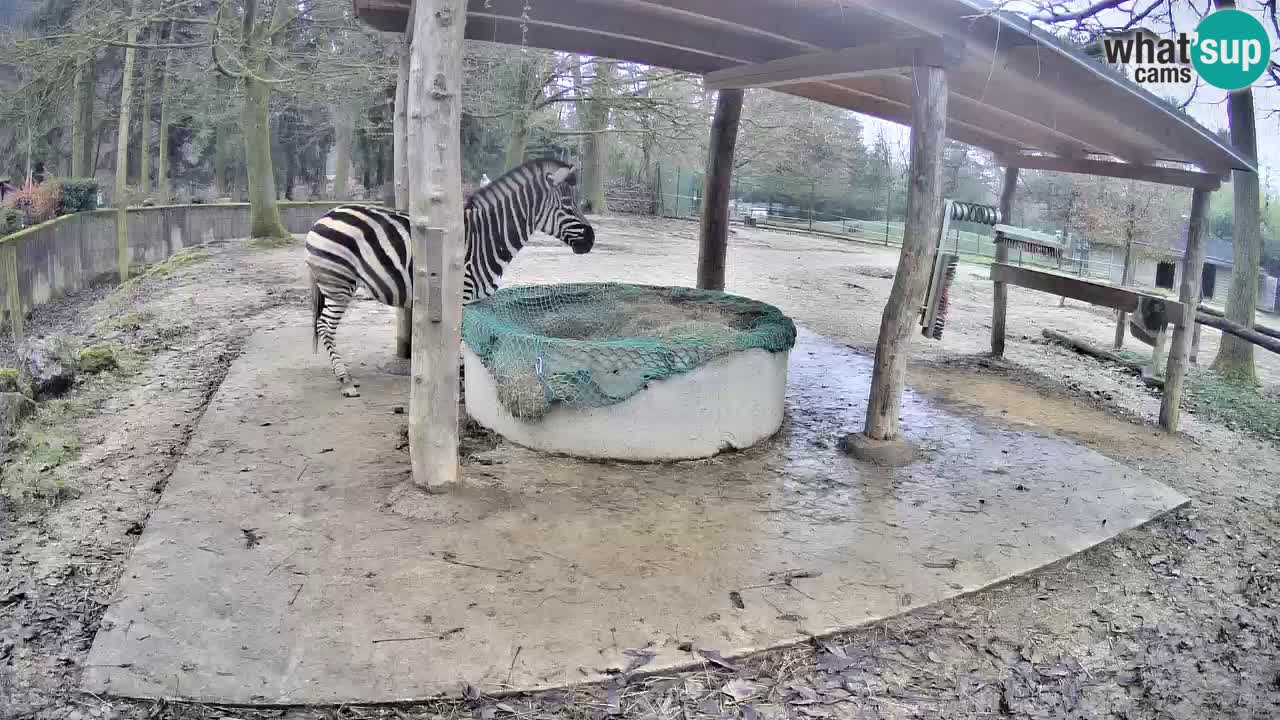 Live webcam Zebras in Ljubljana ZOO – Slovenia