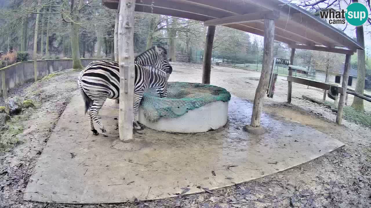 Le Zebre nello ZOO di Ljubljana – Slovenia Live webcam