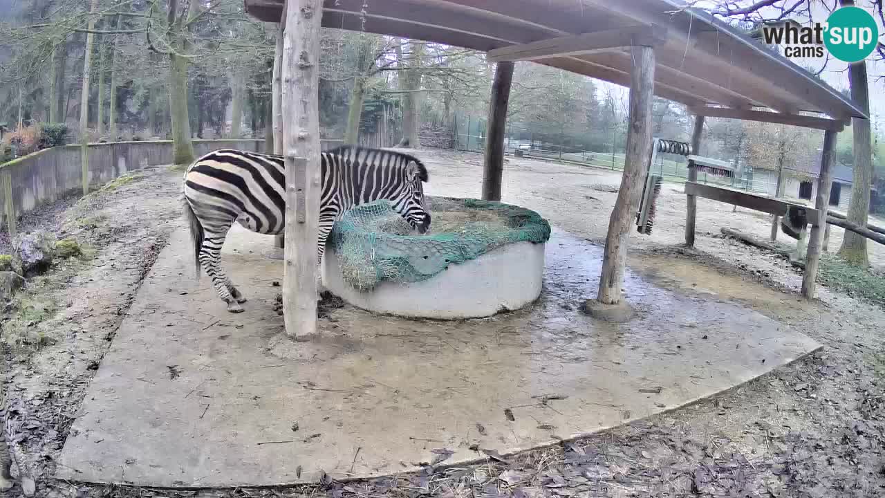 Live Webcam Zebras in Ljubljana ZOO – Slowenien