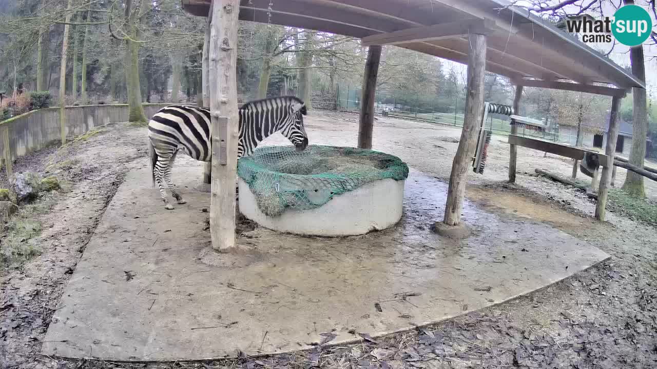 Web kamera uživo Zebras u ZOO Ljubljana – Slovenija