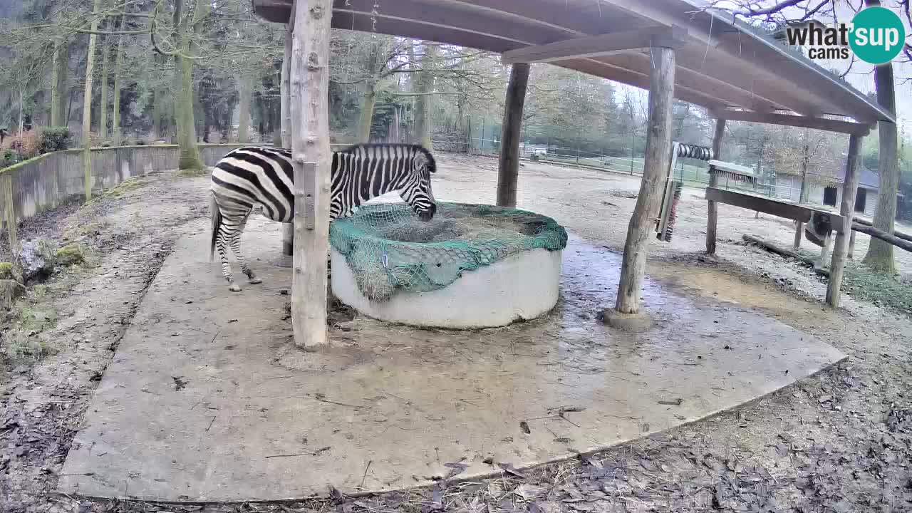 Web kamera uživo Zebras u ZOO Ljubljana – Slovenija
