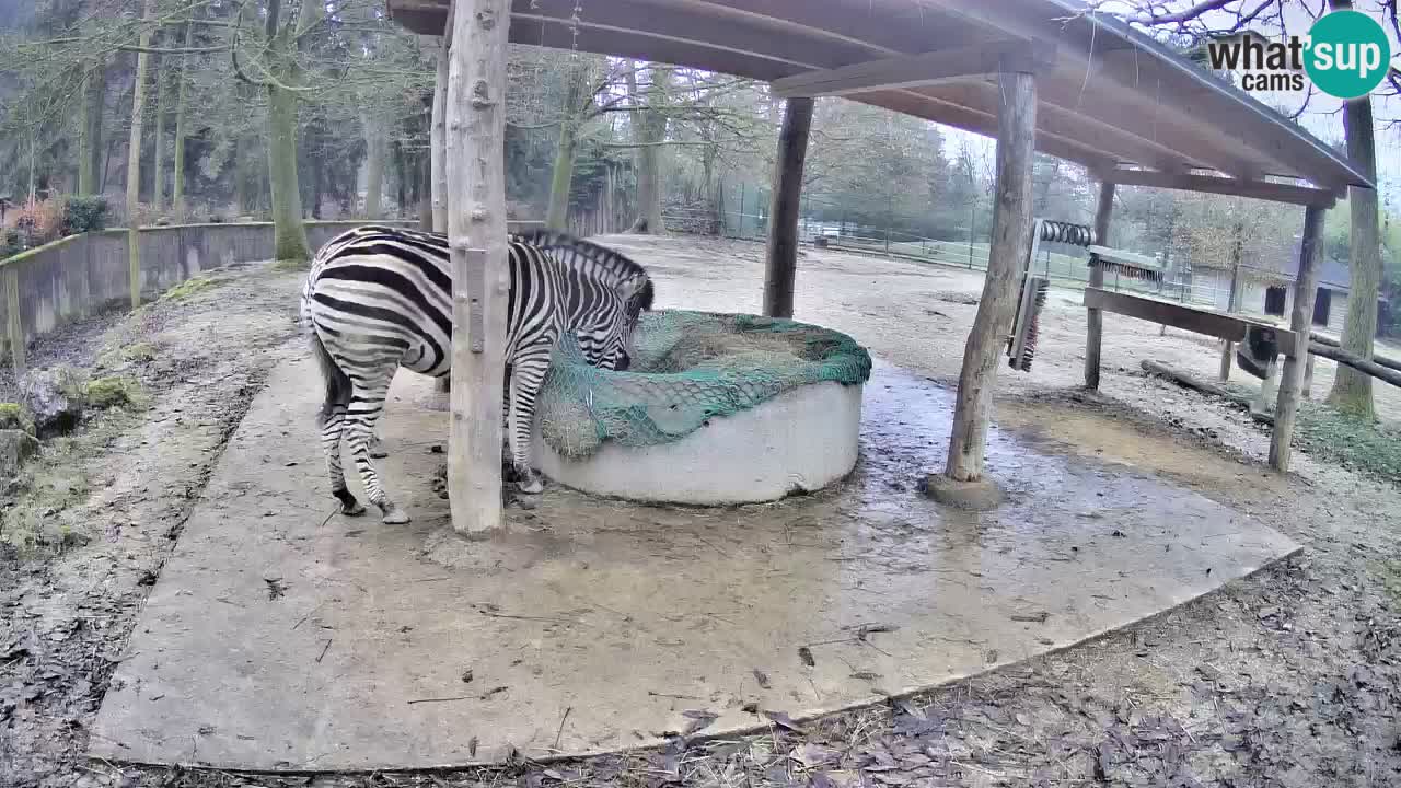 Live webcam Les zèbres in Ljubljana ZOO – Slovénie