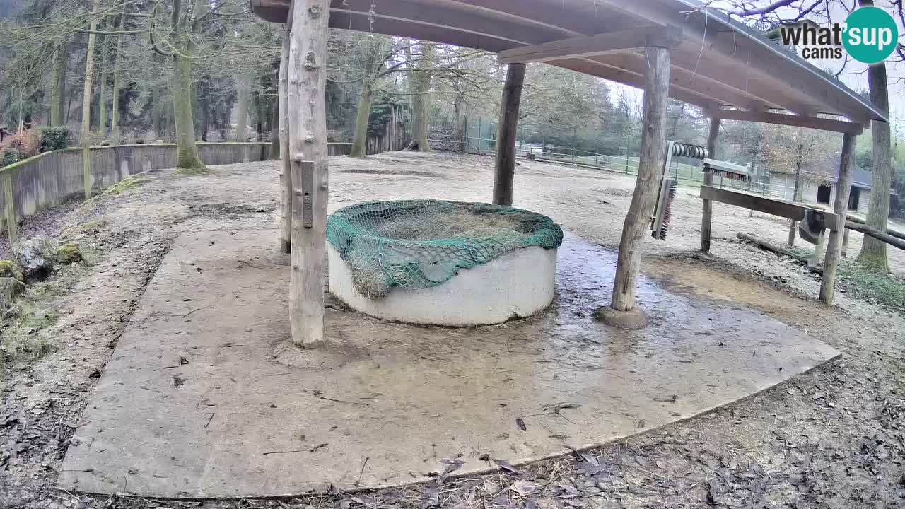 Live webcam Les zèbres in Ljubljana ZOO – Slovénie