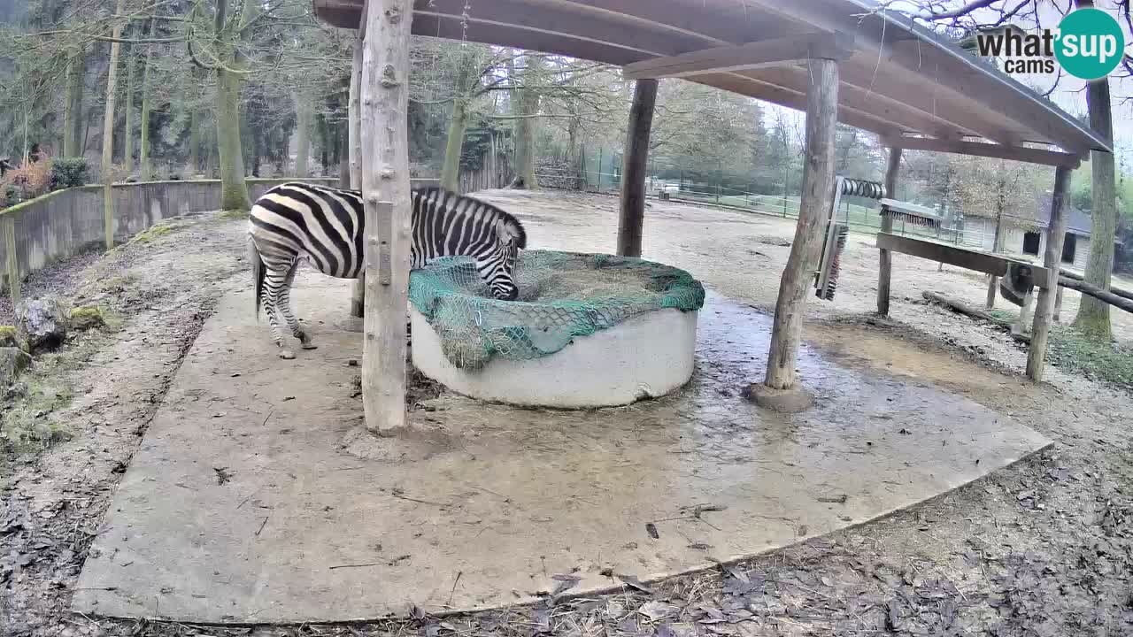 Camera en vivo Cebras in Ljubljana ZOO – Eslovenia