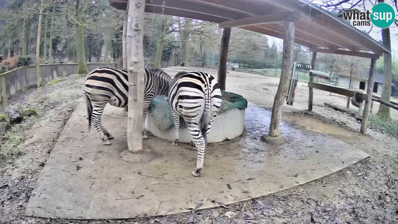 Live webcam Zebras in Ljubljana ZOO – Slovenia