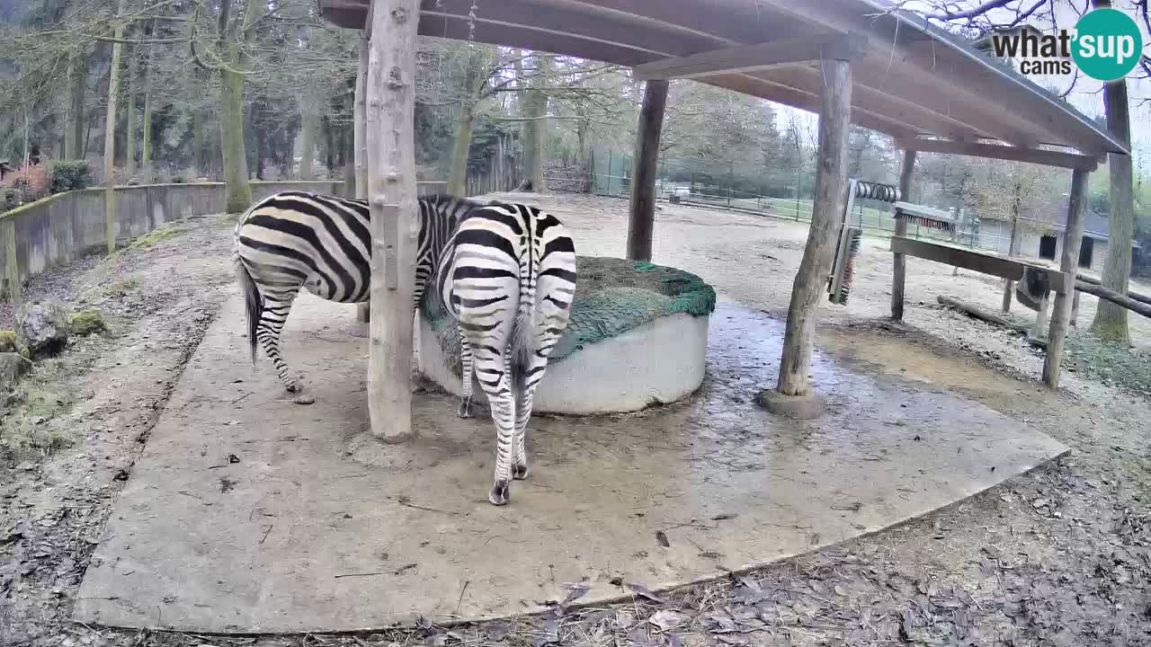 Live webcam Les zèbres in Ljubljana ZOO – Slovénie