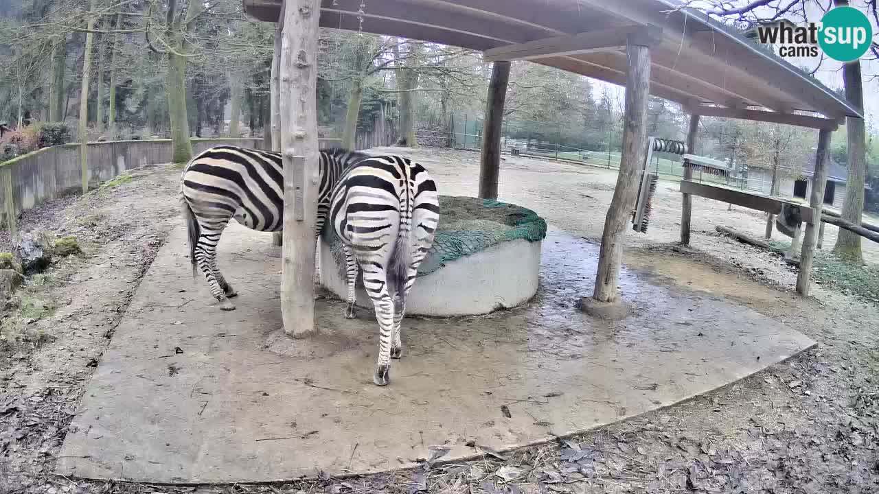 Live webcam Les zèbres in Ljubljana ZOO – Slovénie