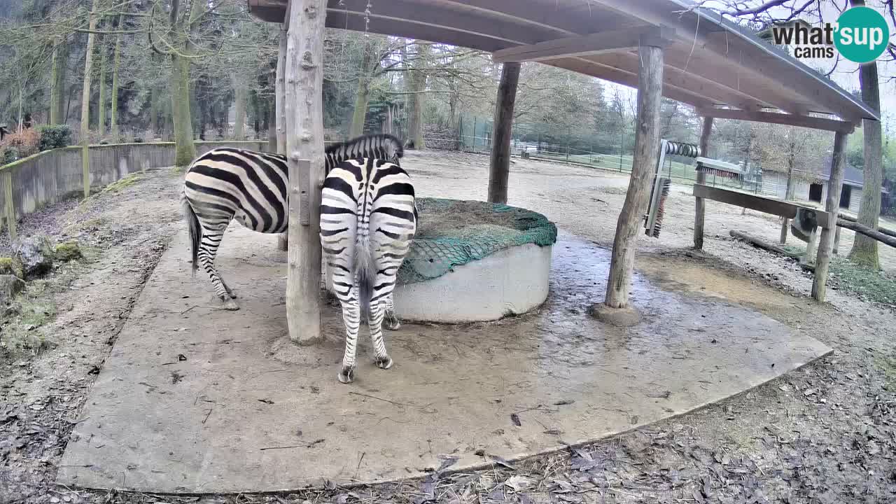 Zebre v živo v živalskem vrtu Ljubljana ZOO spletne kamere