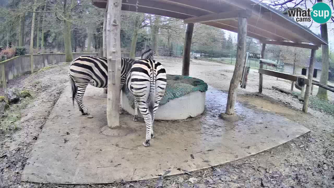 Le Zebre nello ZOO di Ljubljana – Slovenia Live webcam