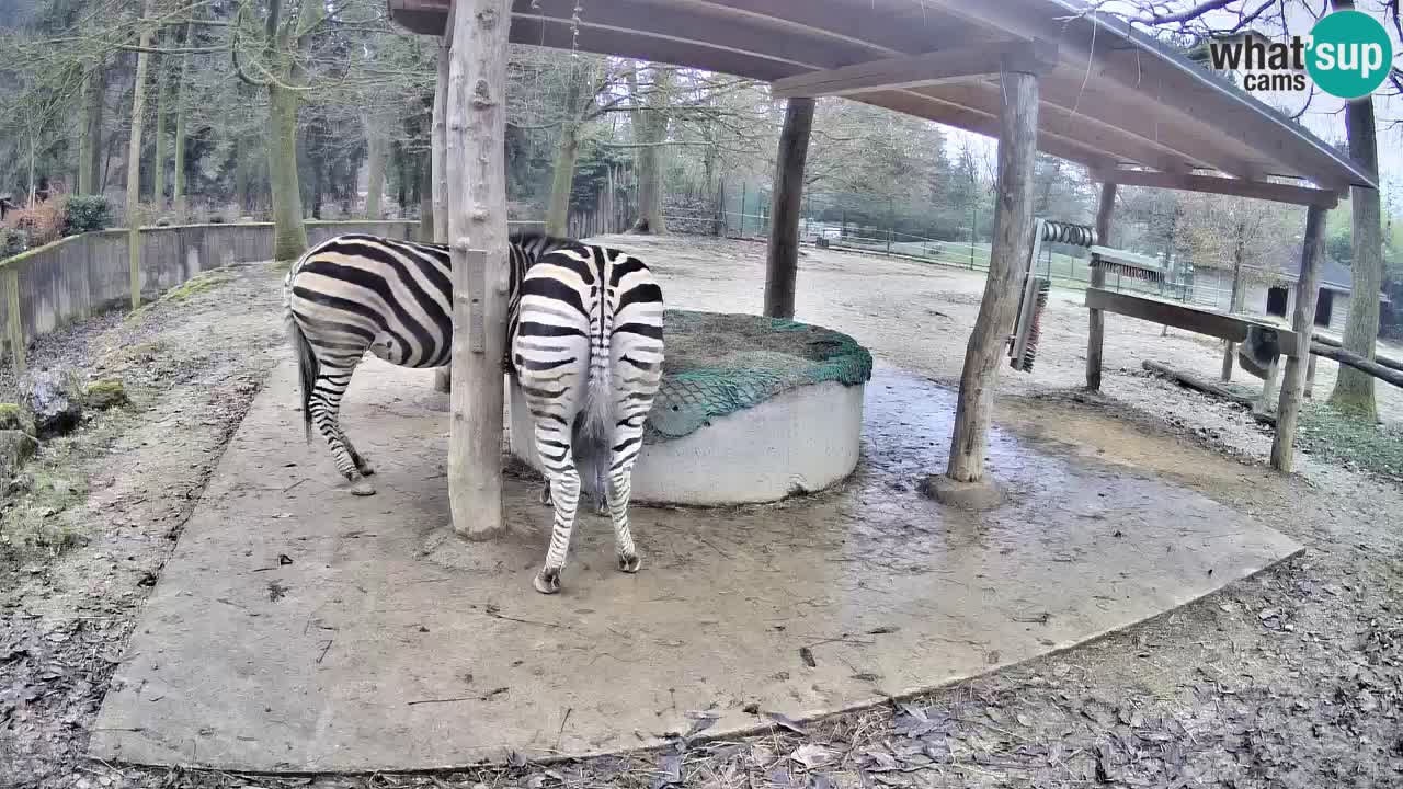 Live Webcam Zebras in Ljubljana ZOO – Slowenien