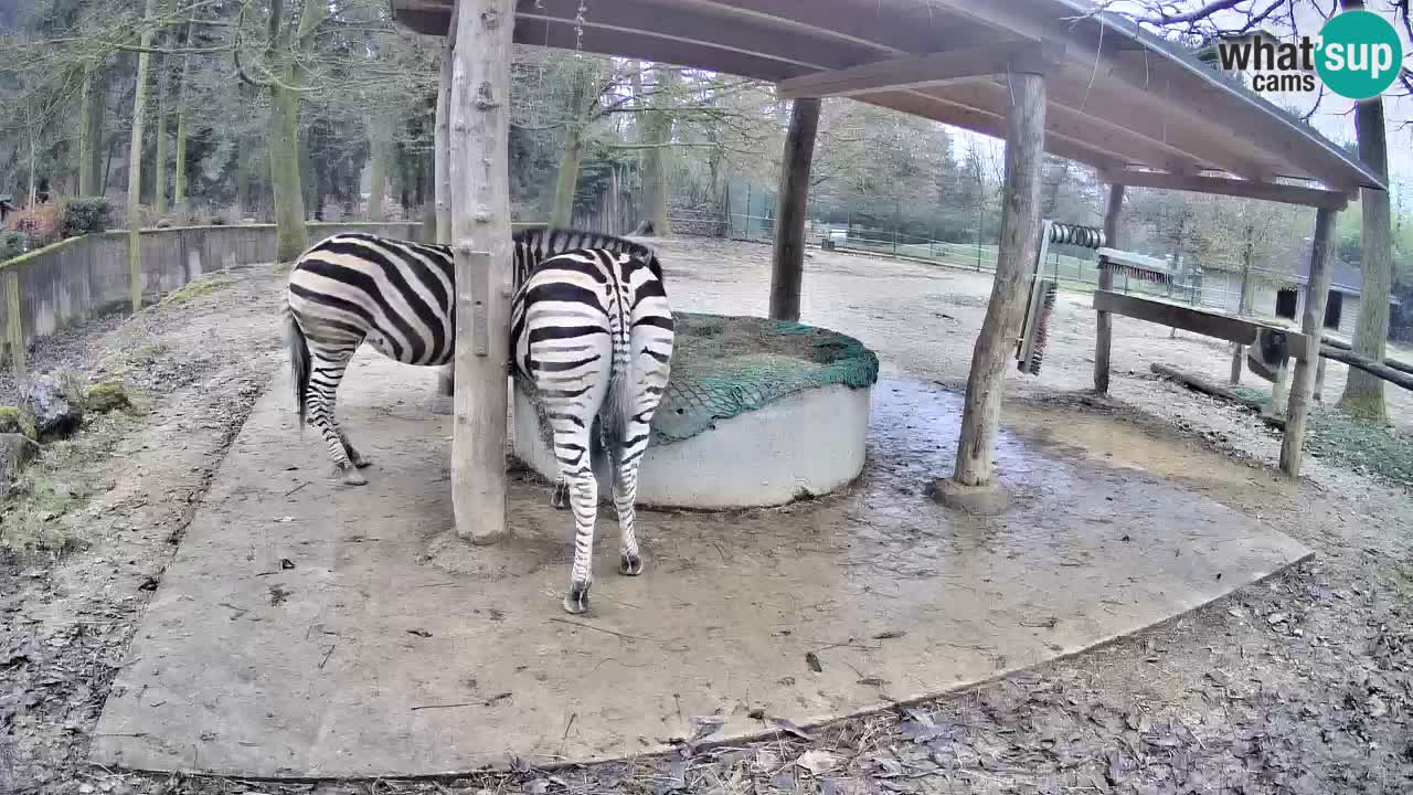 Live Webcam Zebras in Ljubljana ZOO – Slowenien