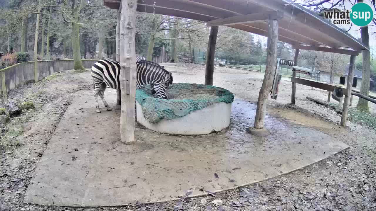 Le Zebre nello ZOO di Ljubljana – Slovenia Live webcam
