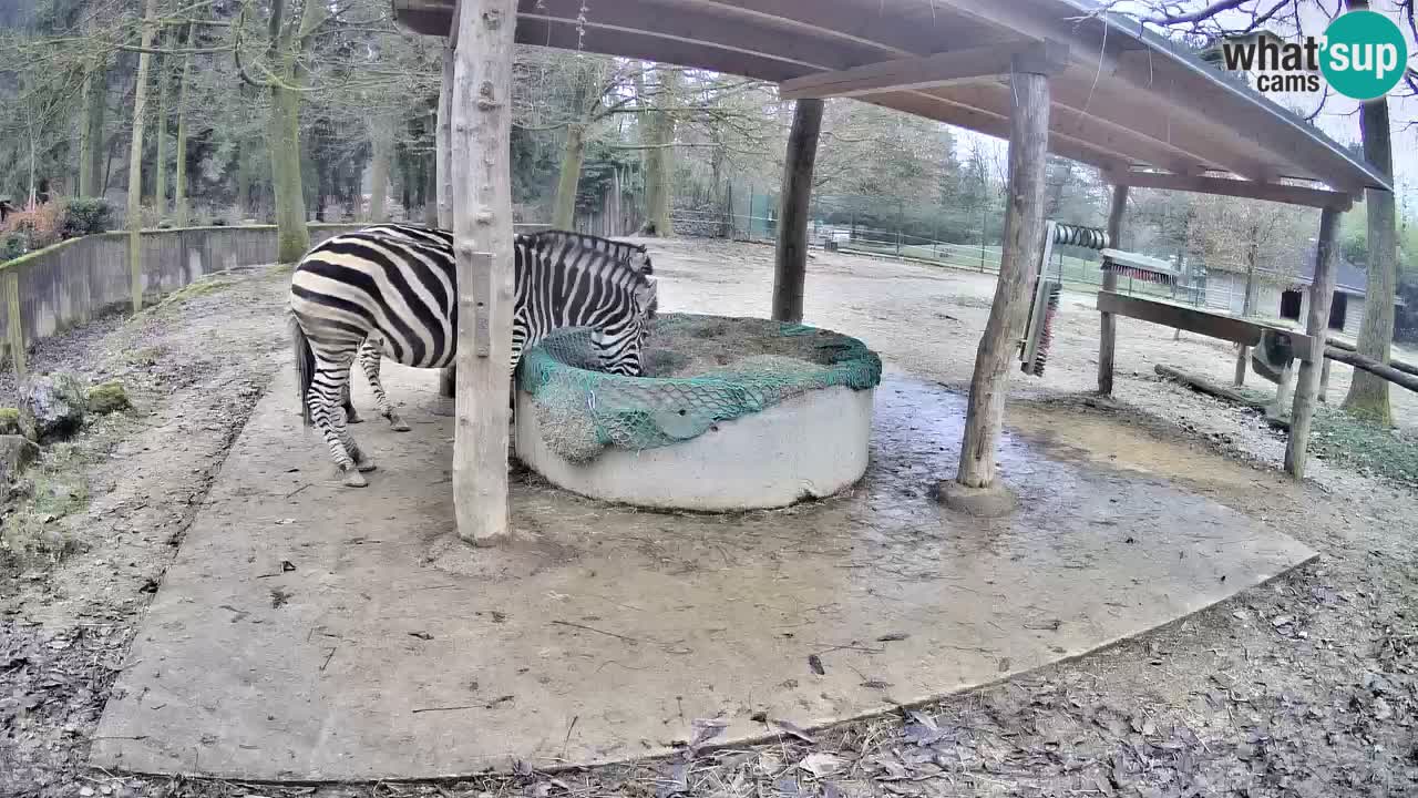 Web kamera uživo Zebras u ZOO Ljubljana – Slovenija