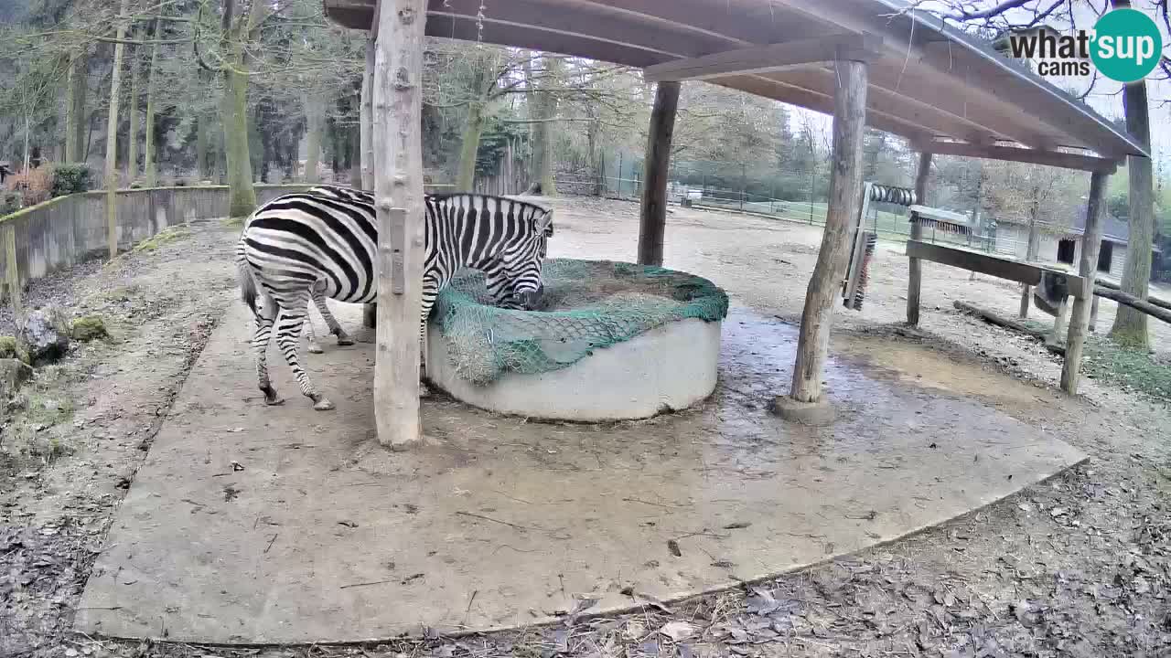 Web kamera uživo Zebras u ZOO Ljubljana – Slovenija