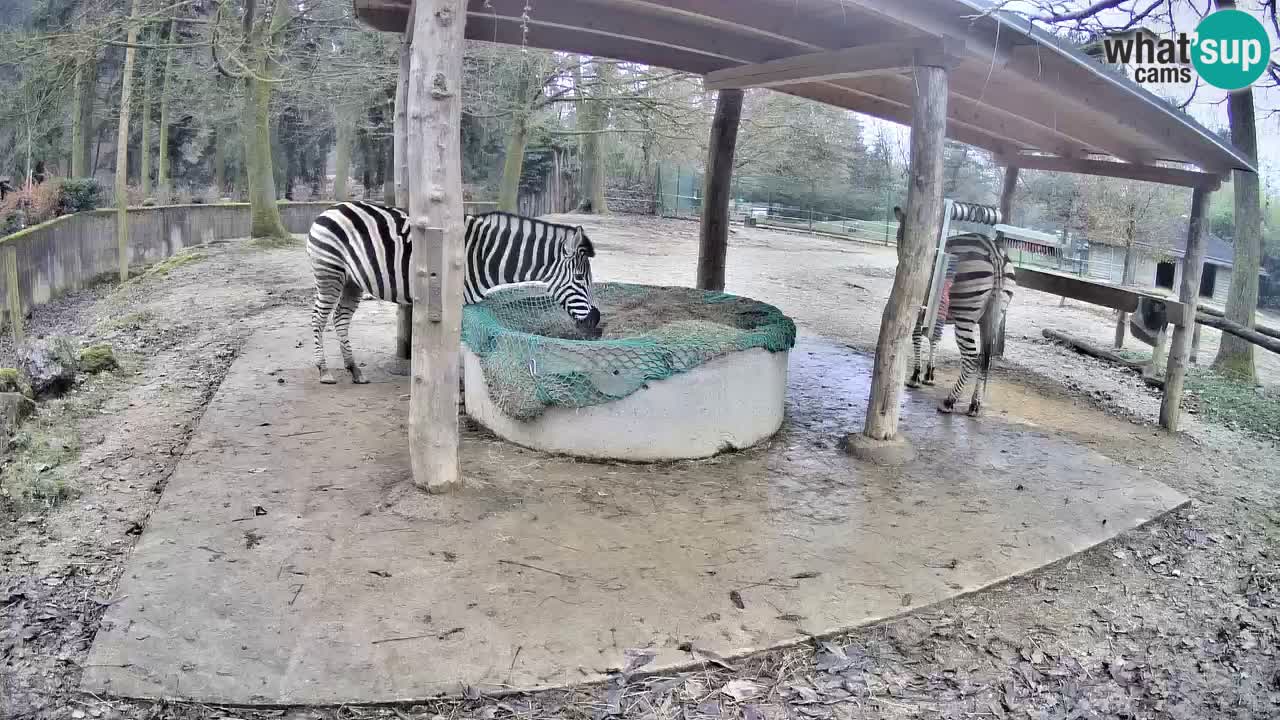 Live webcam Zebras in Ljubljana ZOO – Slovenia