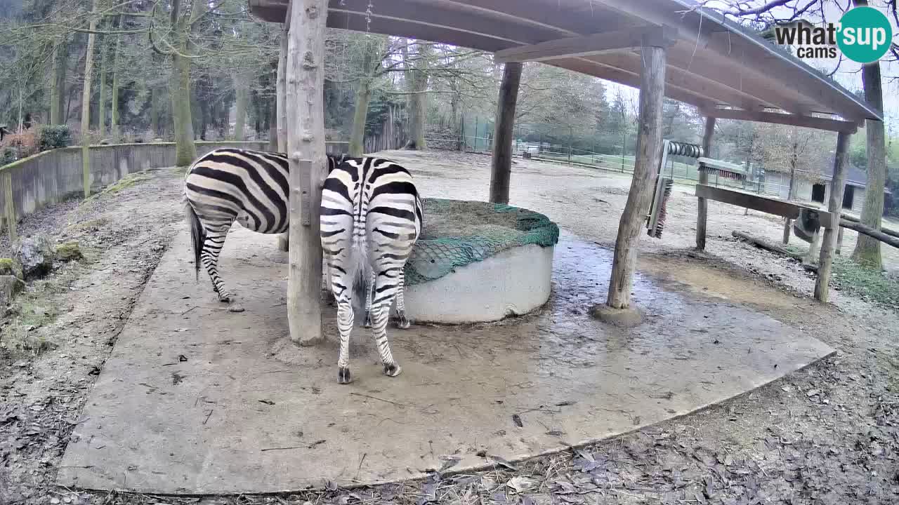 Live webcam Les zèbres in Ljubljana ZOO – Slovénie