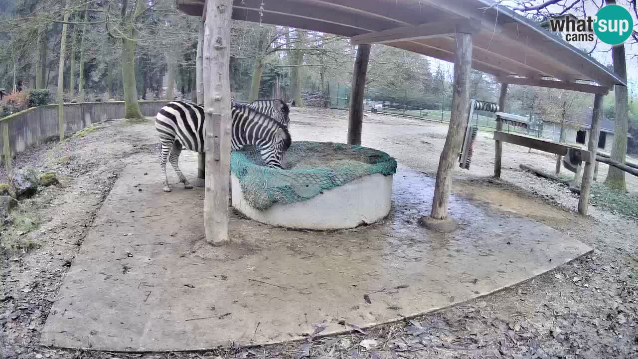 Camera en vivo Cebras in Ljubljana ZOO – Eslovenia