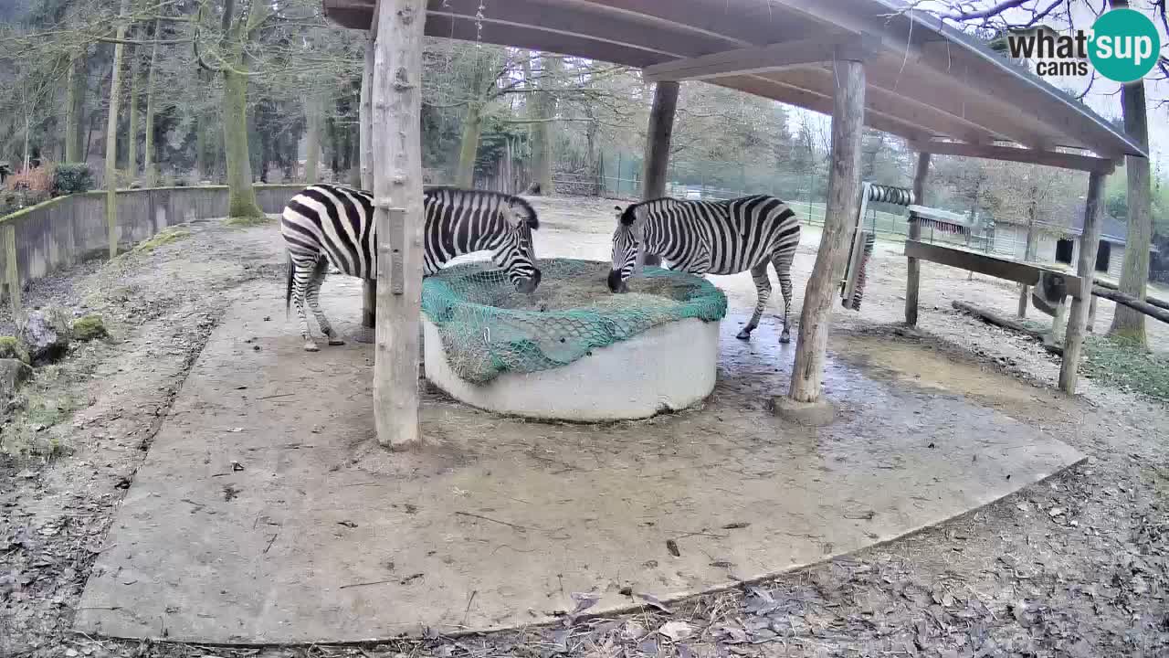 Live webcam Zebras in Ljubljana ZOO – Slovenia