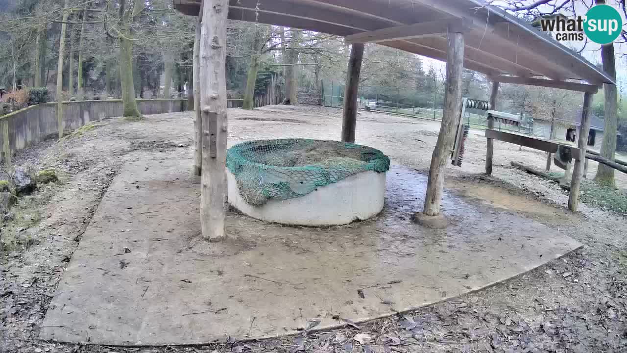 Live webcam Zebras in Ljubljana ZOO – Slovenia