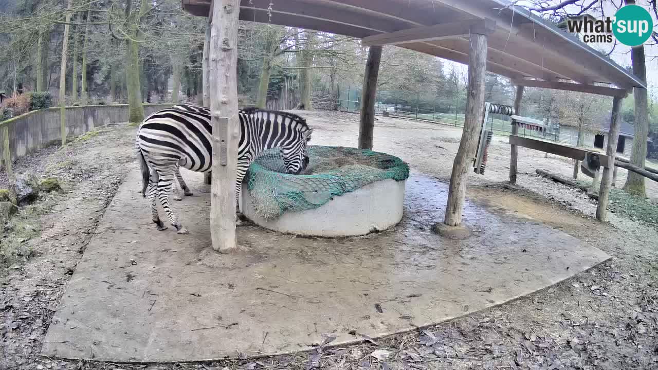 Le Zebre nello ZOO di Ljubljana – Slovenia Live webcam