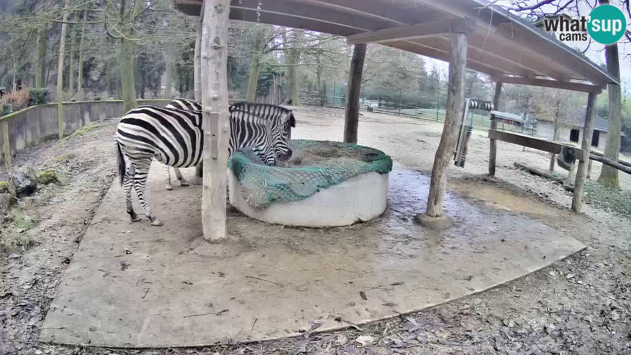 Web kamera uživo Zebras u ZOO Ljubljana – Slovenija